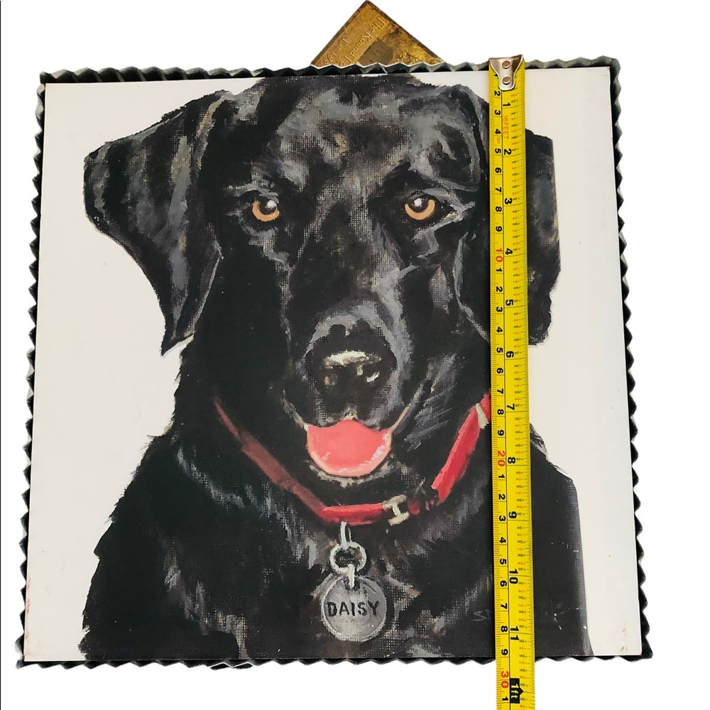 Black Lab Picture - Picture 6 of 7